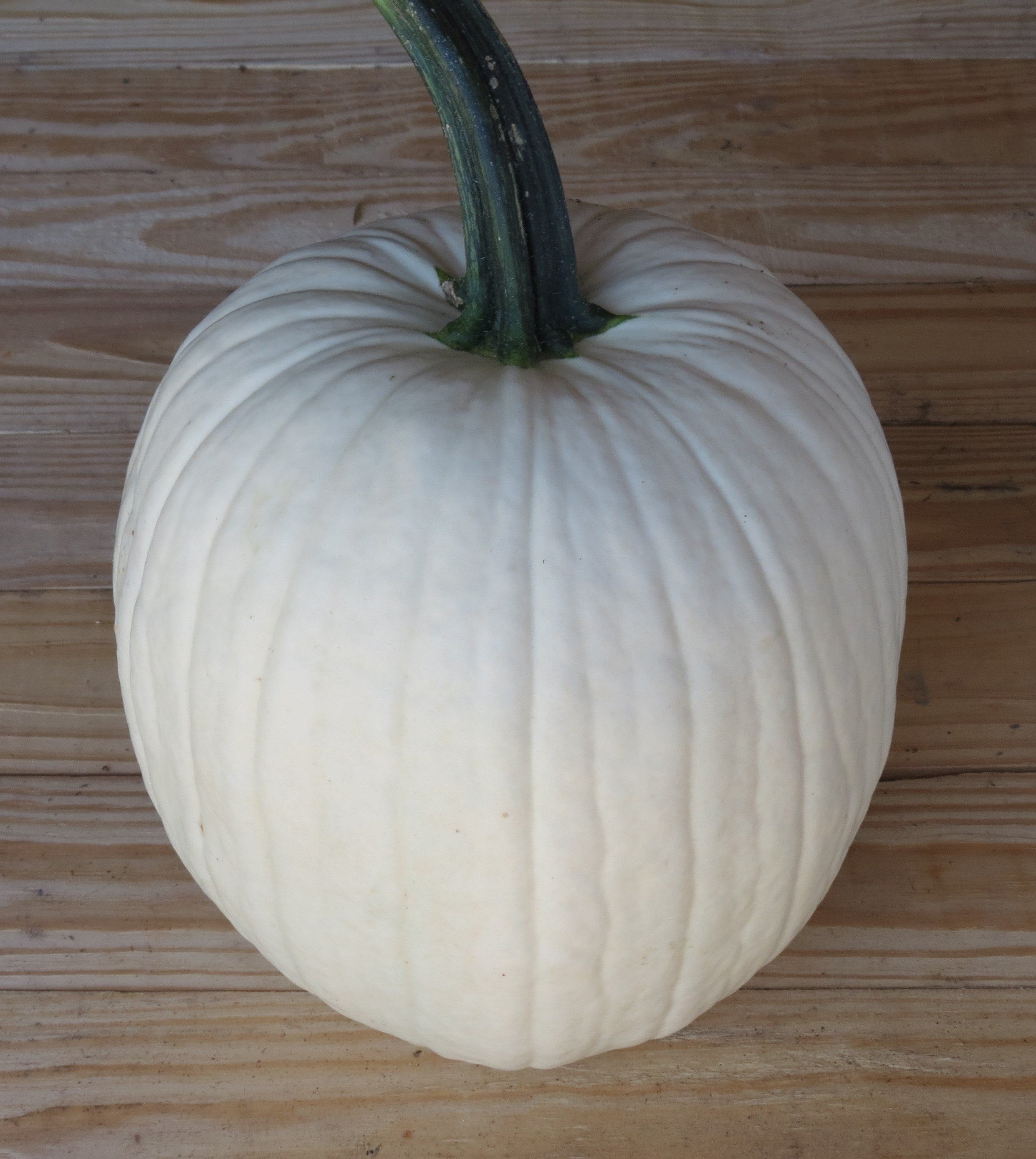 White Pumpkins — Hybrid Seed Company Ltd.